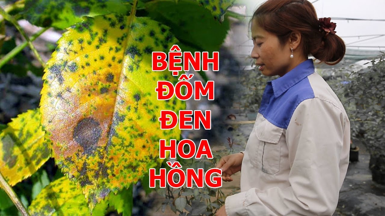 Phong benh va tri benh hoa lan - https://www.youtube.com/watch?v=r_kQ0WURzgs