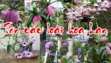 Tên các loài hoa Lan – PHONG LAN RỪNG | Orchivi.com