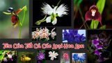 Tên của tất cả các loại hoa Lan – Phần 1 | Orchivi.com
