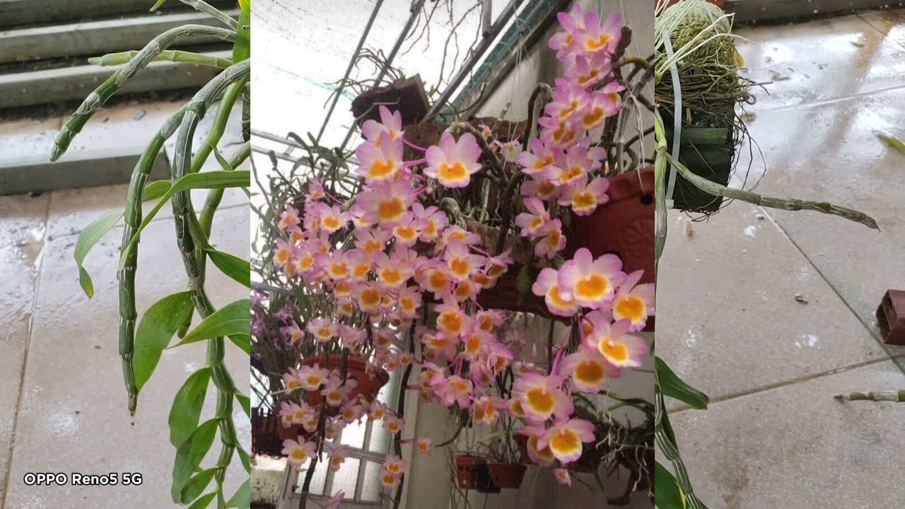 Các loại hoa lan - https://www.youtube.com/watch?v=SH50R8RnGeg