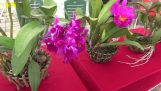 Một số loài lan Cát hoa lan tháng 11 thanh hóa | Orchivi.com