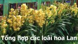 TỔNG HỢP CÁC LOÀI HOA LAN // Hà Nguyễn Thị Thanh. | Orchivi.com