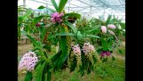 40 loài hoa lan rừng đẹp nhất | Orchivi.com