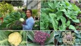 Thu hoạch cải rổ, đậu Hoà Lan và các loại bông cải sau vườn ở Úc|Sang La Úc Châu | Orchivi.com