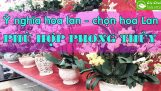 Ý nghĩa hoa lan – Chọn loại hoa lan phù hợp theo phong thủy | Orchivi.com