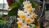Phân biệt một số loại hoa lan hay bị nhầm lẫn | Orchivi.com