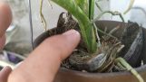 Cách trồng và thuần lan Tóc Tiên và cập nhật những chậu lan đã trồng | Orchivi.com