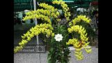 6 Loại Hoa Lan Nở Đúng Dịp Tết  – Bạn Nên Biết Tuyệt Đẹp | hoa lan, Orchid Flowers, Beautiful Orchid | Orchivi.com