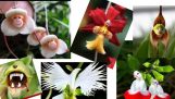 Những mặt bong hoa lan đẹp nhất thế giới/Hoa lan Ninh Bình | Orchivi.com