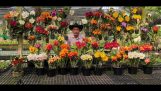 Sale giá siêu sốc _0974702106 Lan cattleya nữ hoàng các loài hoa lan | Orchivi.com