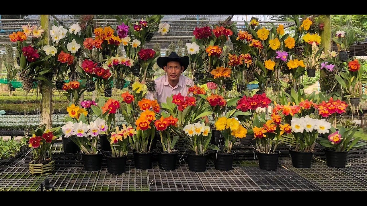 Các loại hoa lan - https://www.youtube.com/watch?v=P5k6IpJvo6s