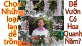 Nên Chọn Loại Lan Nào Để Vườn Có Hoa Quanh Năm? | Orchivi.com