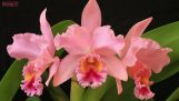 10 Loài Lan Đẹp Hoa Nở Lâu Tàn Nhất | Orchivi.com