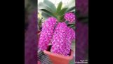 Đây các loại hoa lan rừng đẹp nhất moi thoi gian | Orchivi.com