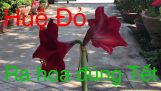 Cách trồng huệ đỏ ra hoa đúng dịp Tết | Orchivi.com
