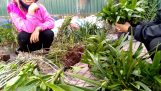 Cảnh báo: ” Không nên mua những loại lan có trong video. | Orchivi.com