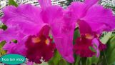 Các loại hoa lan  đẹp | Orchivi.com