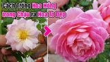 Cách trồng hoa hồng trong chậu ra hoa to đẹp. | Orchivi.com
