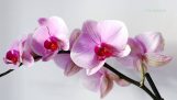 Phong Lan flowers have several types Lan Learn about history, meaning | LTK Bonsai | Orchivi.com