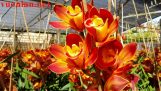Hình ảnh tuyệt đẹp của các loài hoa Địa Lan | Orchivi.com