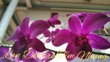 Phong lan Dendro Tím top những loài hoa lâu tàn | Orchivi.com