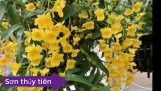 Tên các loại hoa lan | Orchivi.com
