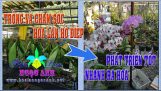 Cách trồng và chăm sóc hoa lan Hồ điệp [HOA LAN NGỌC ANH] | Orchivi.com