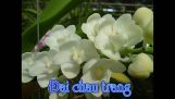 Các loại hoa lan trắng đẹp nhất thế giới | Orchivi.com