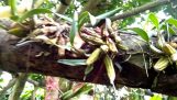 11 loại lan khó trồng mà người mói choi Lan không nên mua và ghép | Orchivi.com