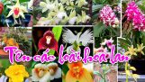 Tên các loài hoa lan đẹp nhất hiện nay | Nhạc Phòng Trà | Nhạc Cho Quán Cafe hay nhất | Orchivi.com
