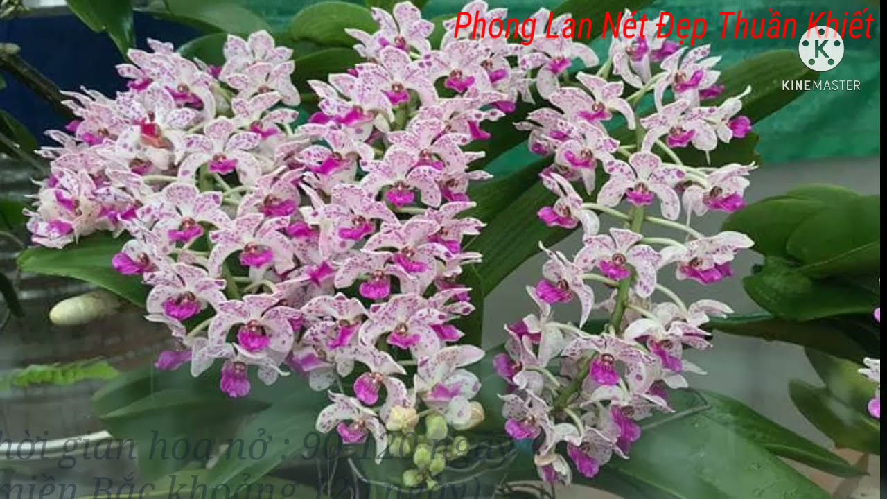 Các loại hoa lan - https://www.youtube.com/watch?v=f1Aqjvgs8JY
