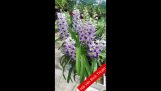 Các loại hoa lan tại vườn.phiên tối 22.9.2021 | Orchivi.com