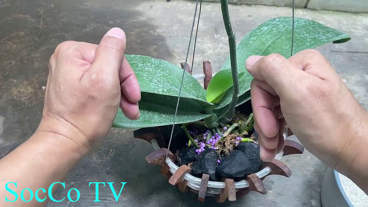 cách trồng hoa lan - https://www.youtube.com/watch?v=tYui_TvKSo0