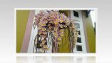 Những loài hoa lan thân thòng đẹp nhất P2 – Lan hạc vỹ, lan long tu, lan giả hạc | Orchivi.com