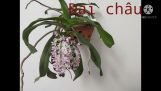 một số loại hoa lan | Orchivi.com