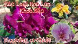 Các Loại Hoa Lan Khoe Sắc – Blooming orchids | Orchivi.com