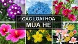 Các loại hoa trồng mùa hè – Summer Flowering Plants | Orchivi.com
