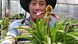 Vườn phong lan đẹp tại Đà Lạt với nhiều loại hoa lan quý 0988.818.155 | Orchivi.com