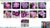 Trên thế giới đang lai tạo những loại Hoa lan nào. Làm sao để mình biết ??? | Vườn Lan Việt | Orchivi.com