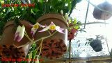 Mặt Hoa các loài hoa Lan : phần 1 | Orchivi.com