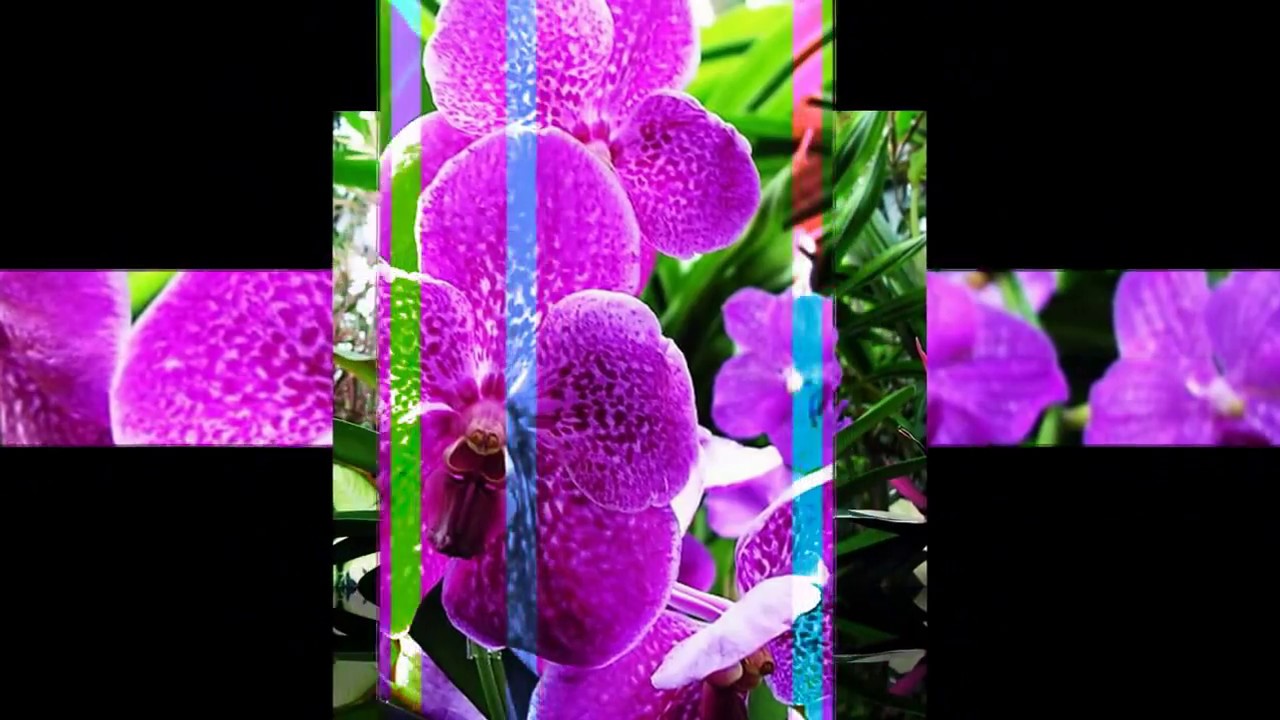 Các loại hoa lan - https://www.youtube.com/watch?v=69r7GAW3O0w
