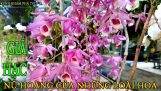 Hoa phong lan rừng | Nữ hoàng của các loài hoa ! | Orchivi.com