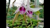 18 loài hoa lan rừng nở rực rỡ đón mùa hè 2020 | Orchivi.com