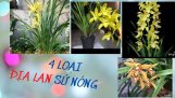 4 loại ĐỊA LAN sứ nóng. NÓNG mấy cũng có hoa [ Mai Huy ] | Orchivi.com
