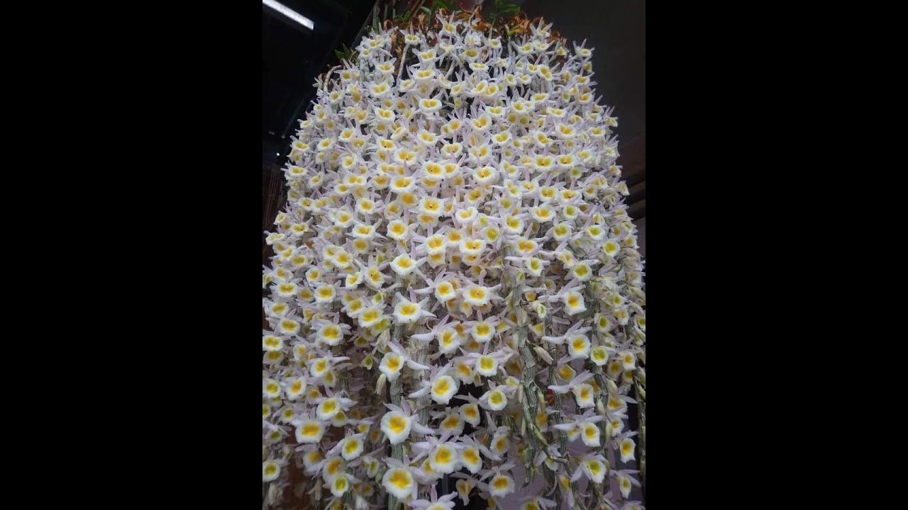 Các loại hoa lan - https://www.youtube.com/watch?v=owQm0vxdRRs