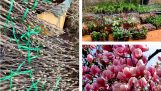 Sáng 23/11 mộc lan, hoa hồng, các loại hoa củ ngày tết, lan rừng đang nụ 0393873266, 0394404142 | Orchivi.com