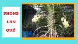 Quế Lan Hương| Phong lan Quế trắng tháng 8| Cách trồng phong lan quế vào chậu |Cây và Hoa Quanh nhà | Orchivi.com