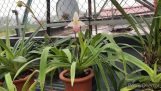 Tìm hiểu về cách gọi tên các loài Hoa lan | Orchivi.com