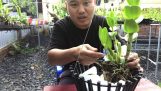 hướng dẫn trồng hoa lan chậu to . | Orchivi.com