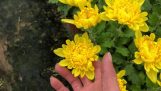Cách trồng cúc hà lan cập nhật 15/12 âm lịch | Orchivi.com